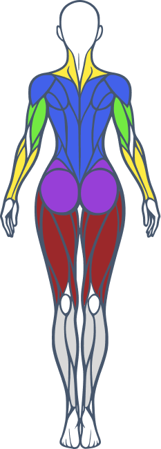 Carte musculaire femme dos