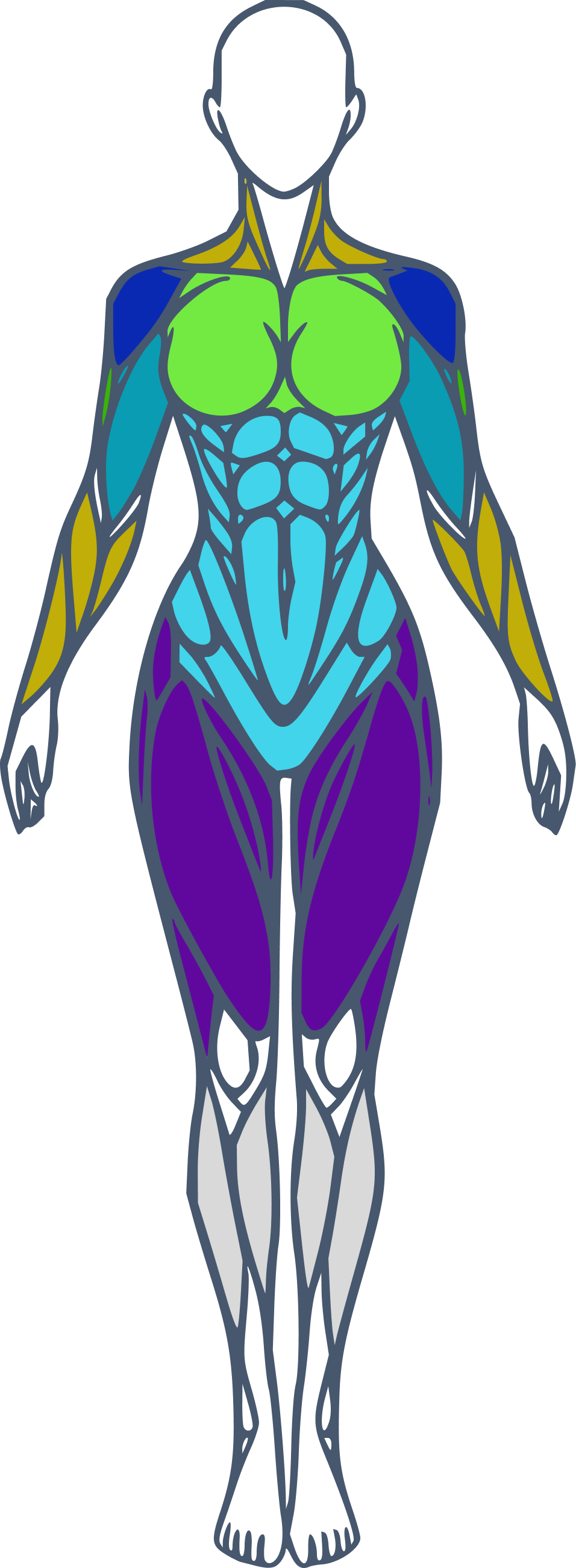 Carte musculaire femme face