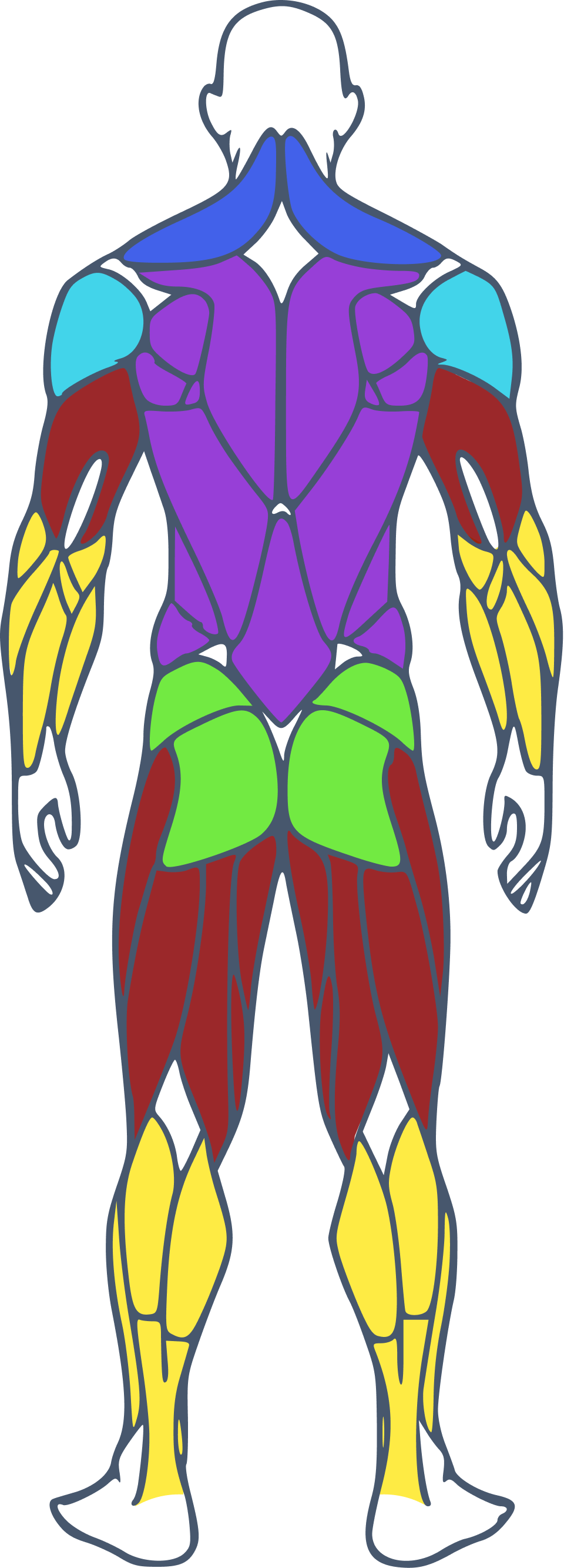 Carte musculaire homme dos