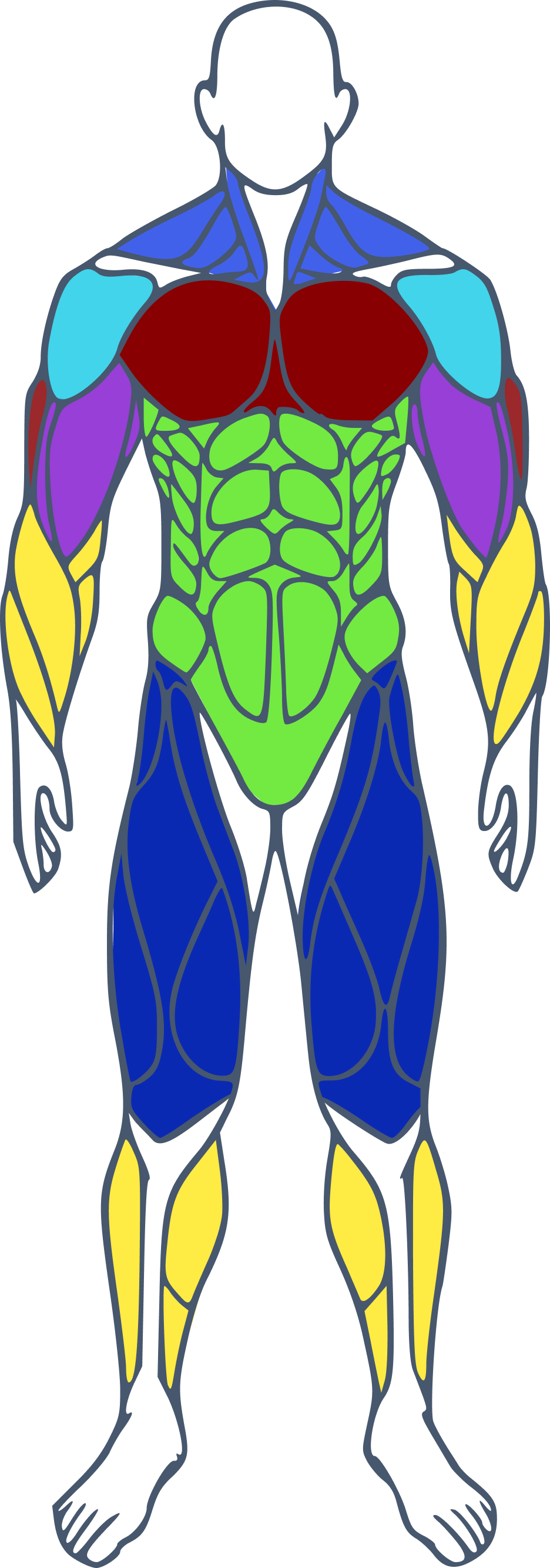 Carte musculaire homme face